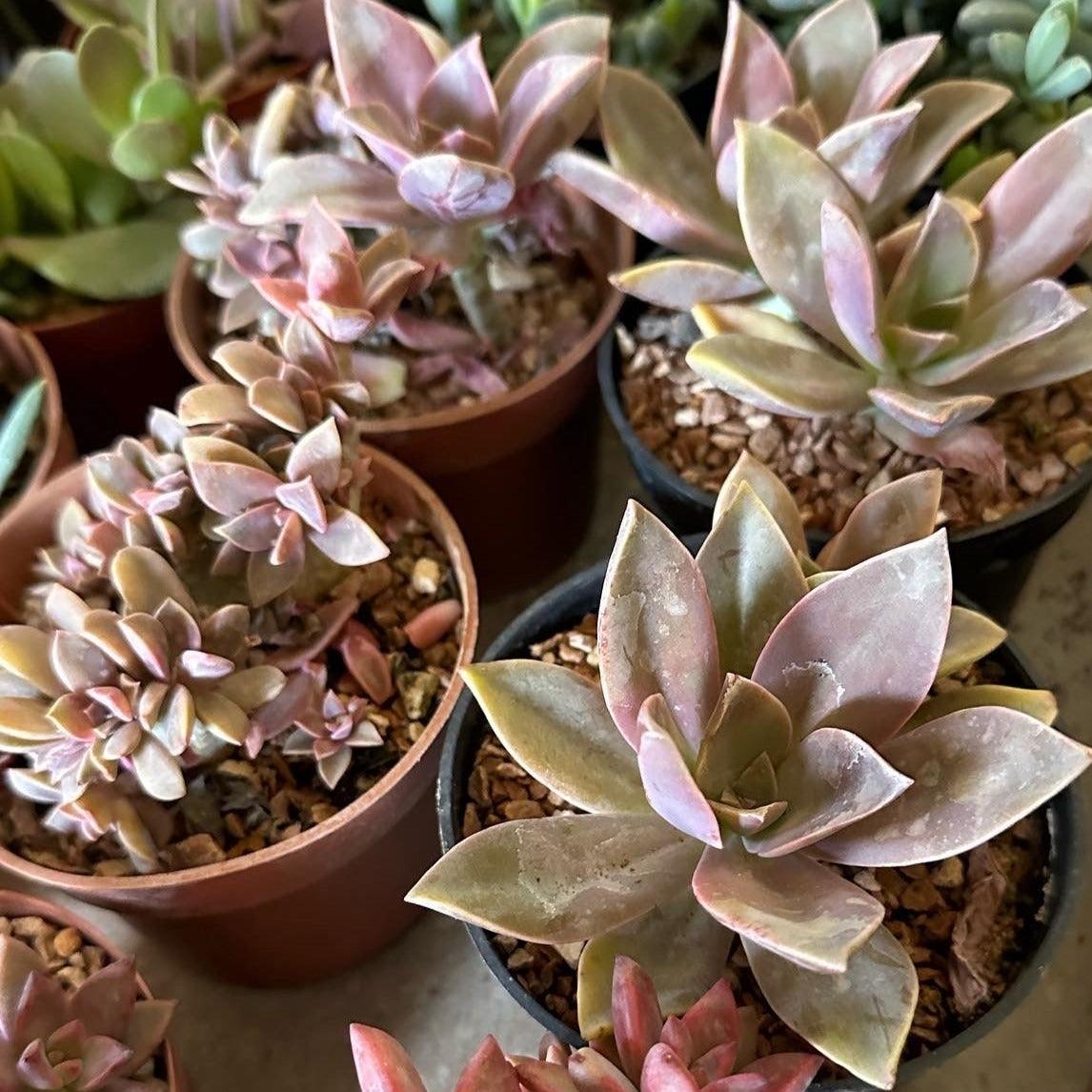 Mother of Pearl Plant