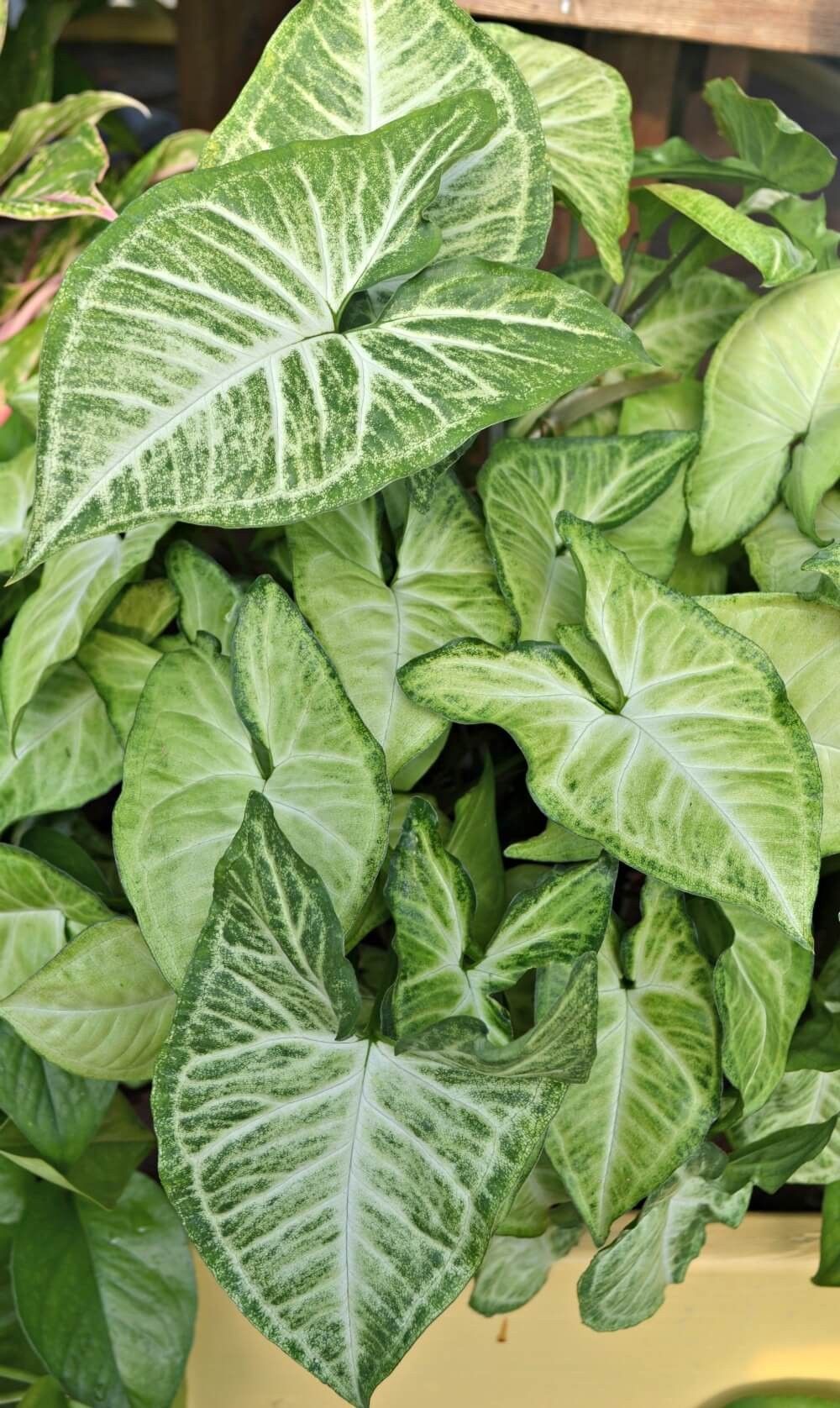 Goosefoot