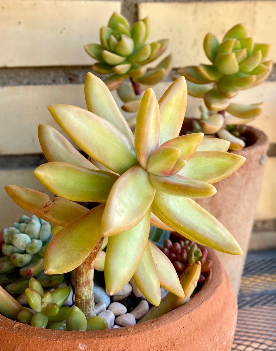 Coppertone Sedum