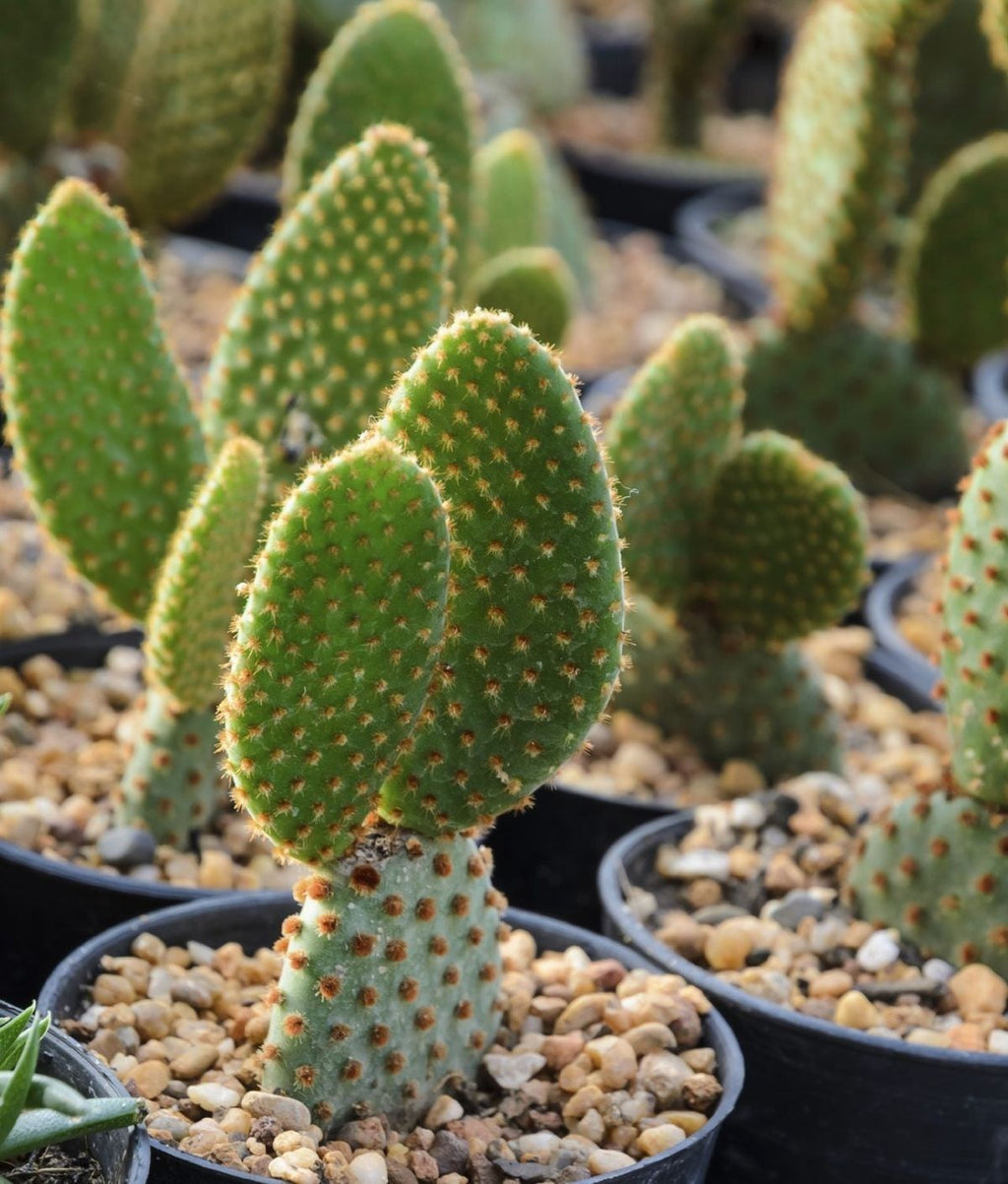 Variegata