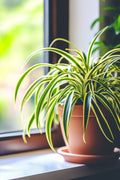 Airplane Plant