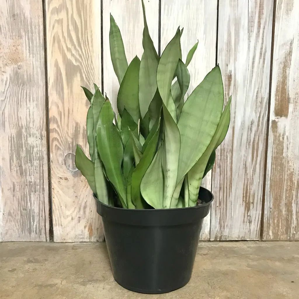 Moonshine Snake Plant