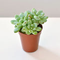 Sunset Sedum