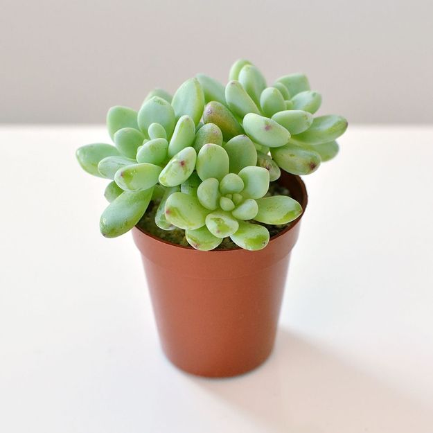 Sunset Sedum