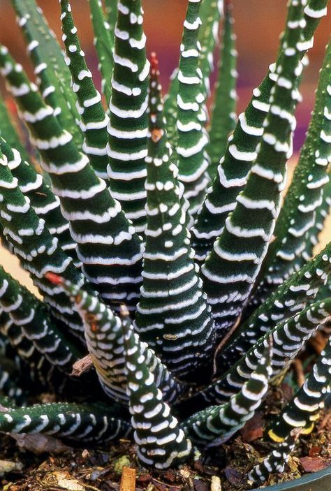 Royal Haworthia