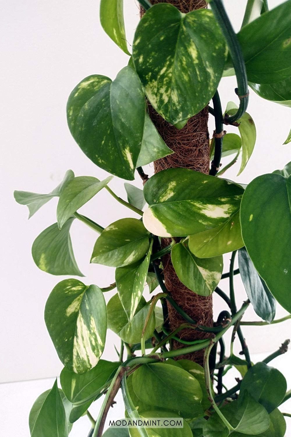 Devil’s Ivy