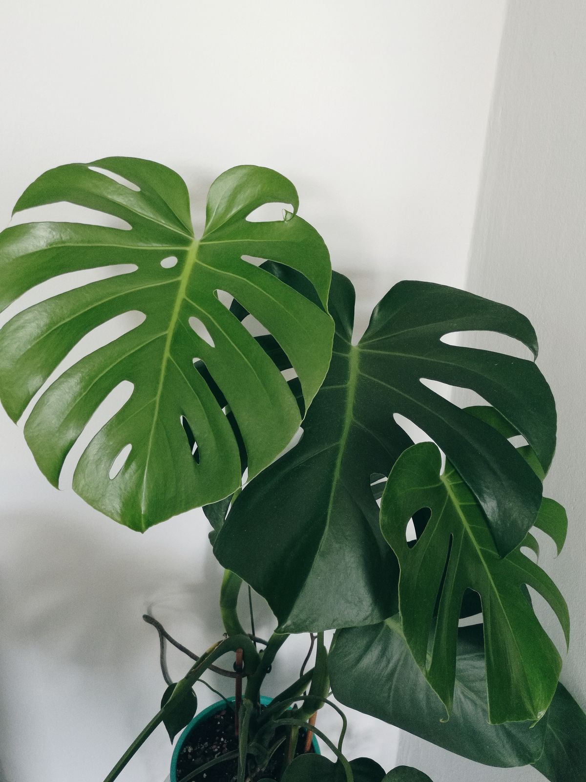 Monstera Deliciosa