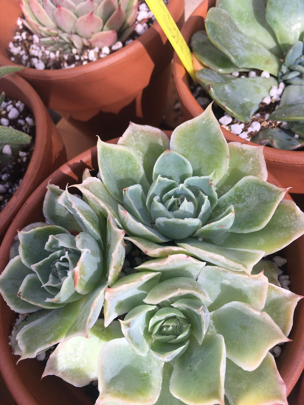 Hen and Chicks