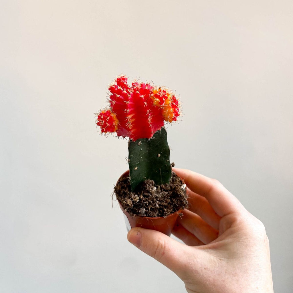 Colored Cap Cactus