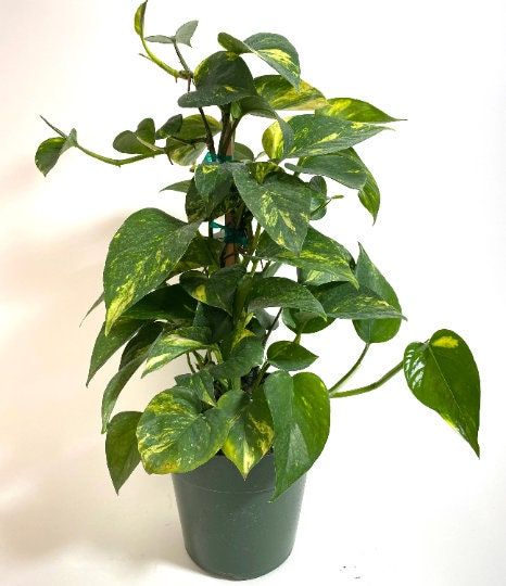 Devil’s Ivy