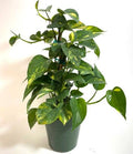 Devil’s Ivy