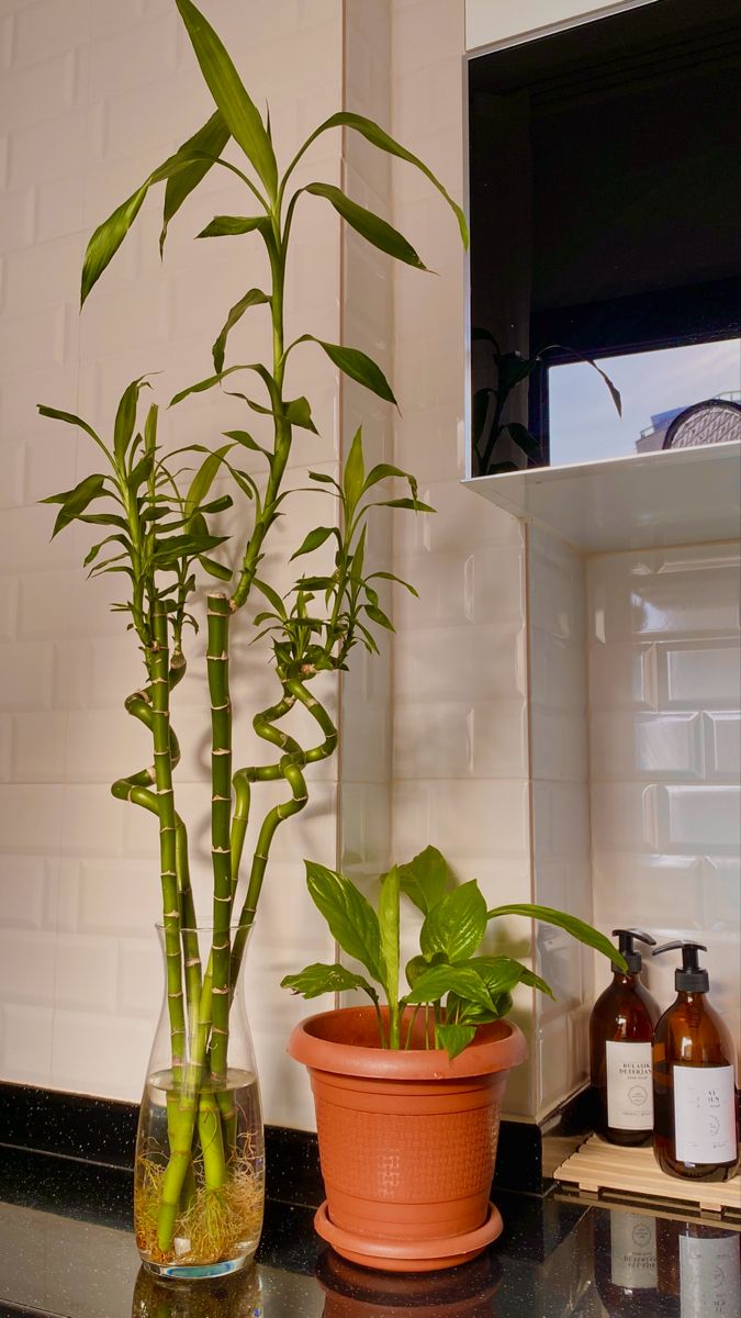 Dracaena Bamboo plant