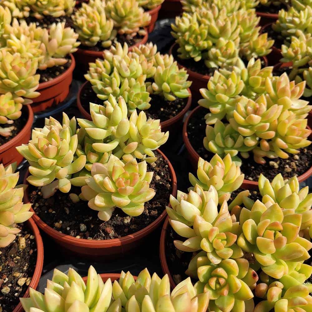 Sunset Sedum
