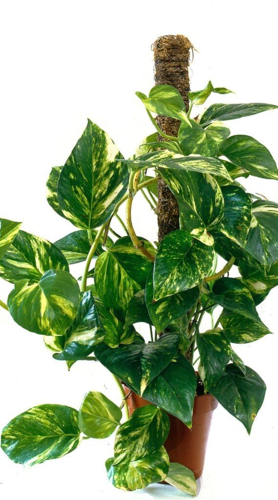 Devil’s Ivy