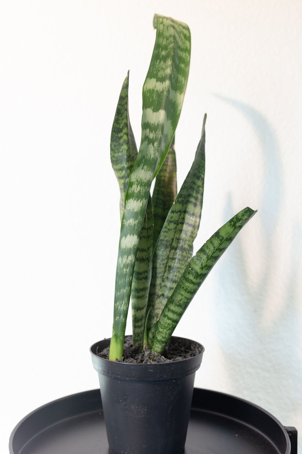 Dwarf Tiger Snake Plant