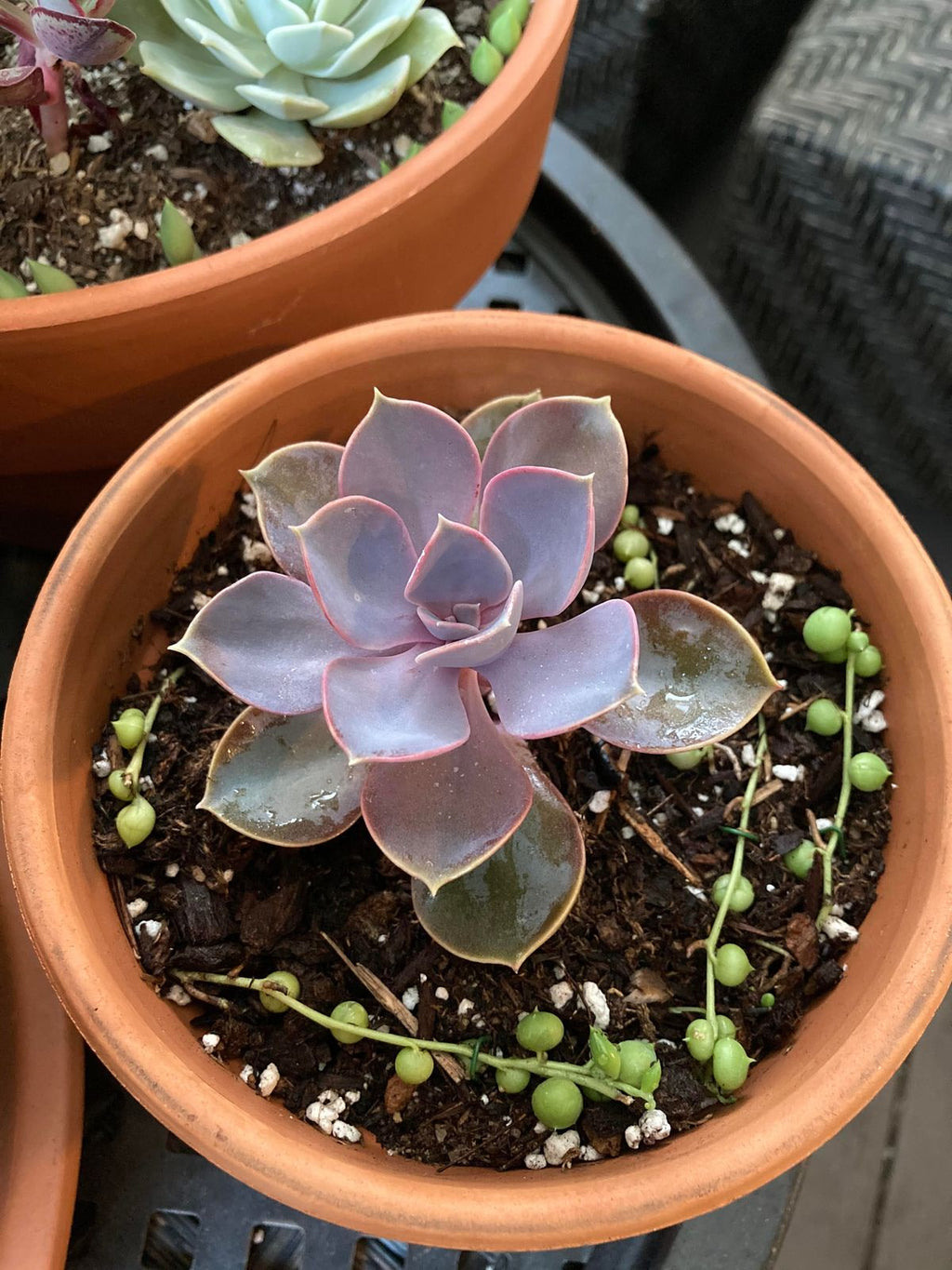 Hen and Chicks