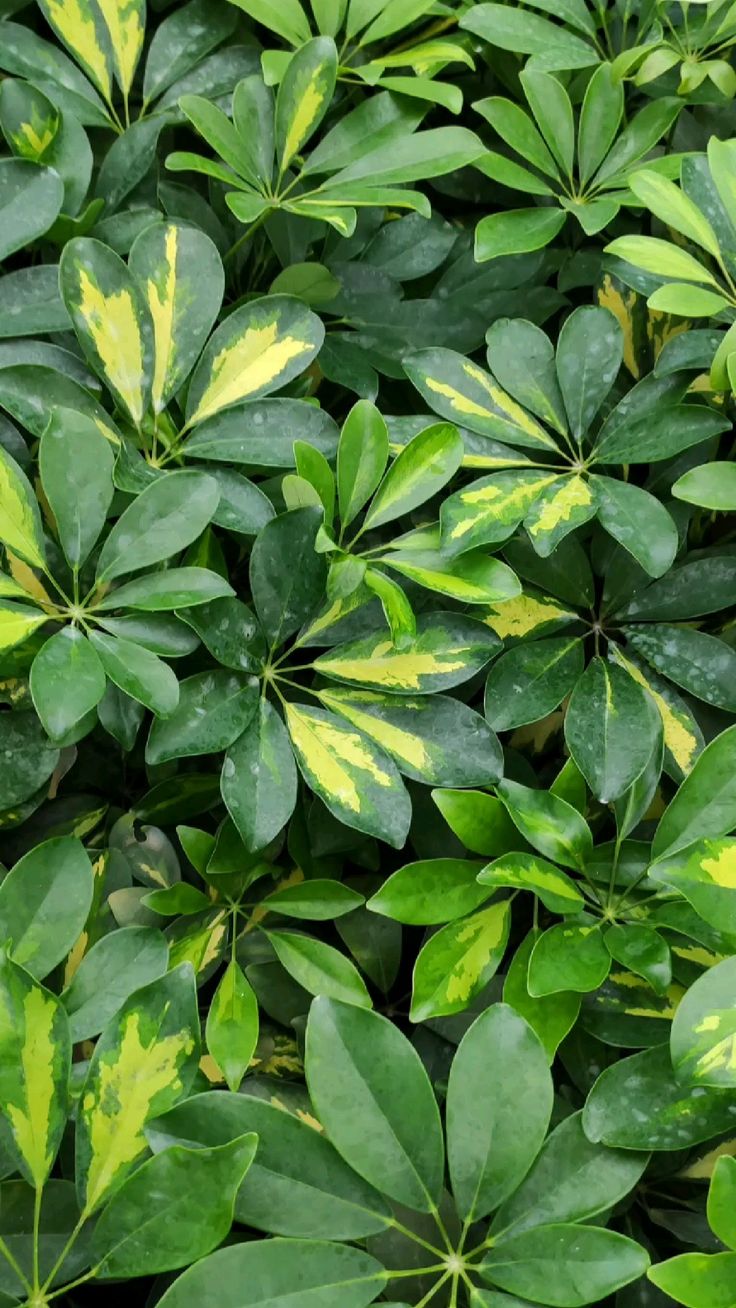 Umbrella Tree