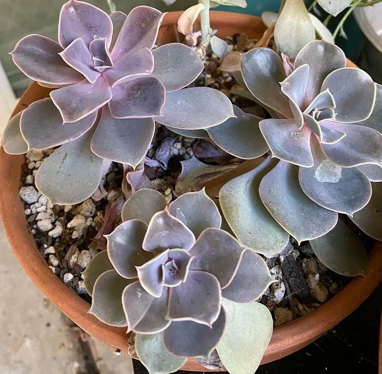 Mother of Pearl Plant