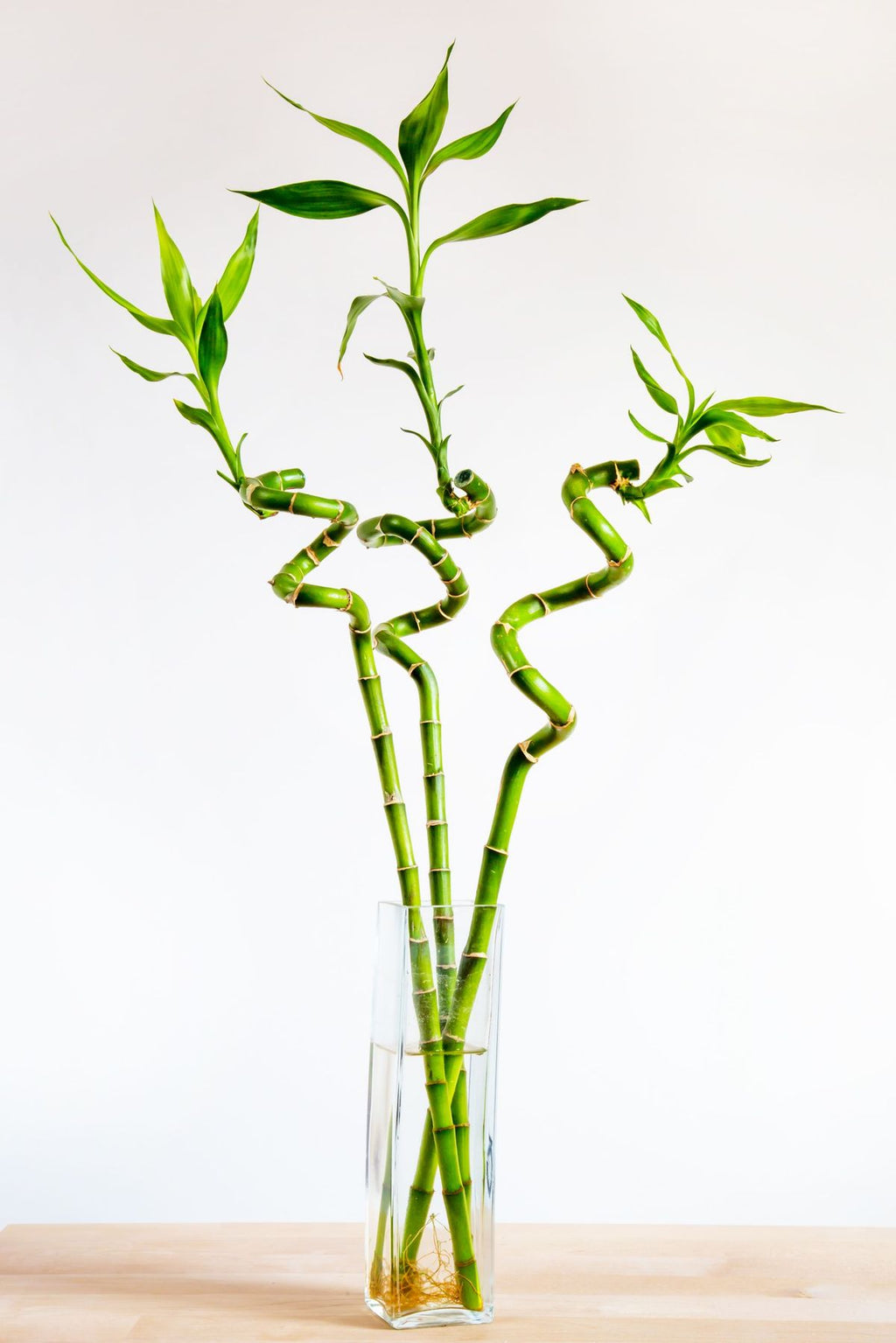 Dracaena Bamboo plant