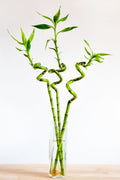 Dracaena Bamboo plant