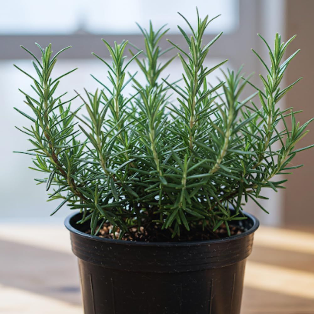 Rosemary Herb