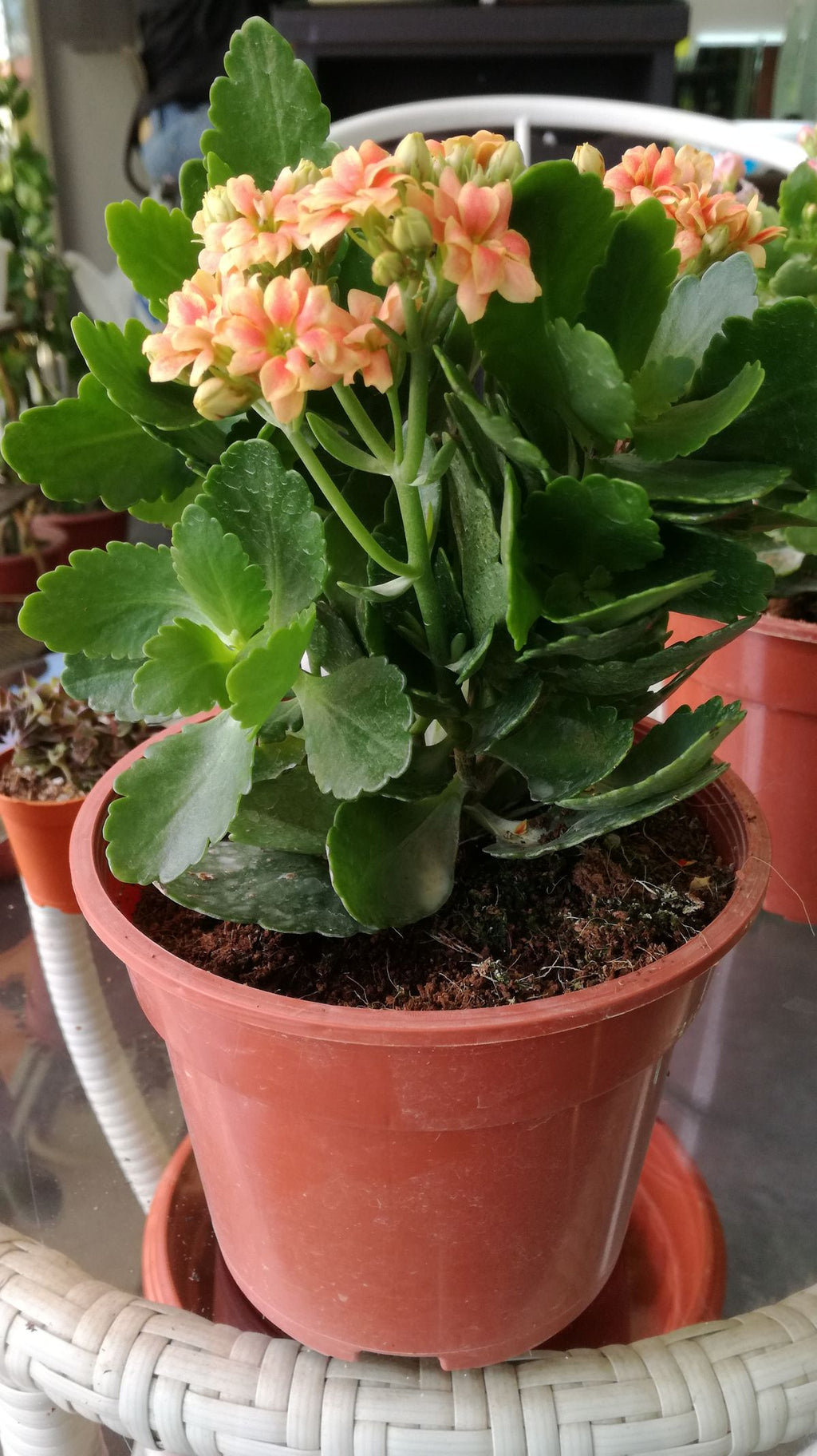 Florist Kalanchoe