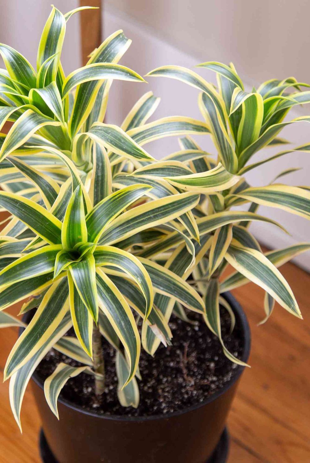 Airplane Plant