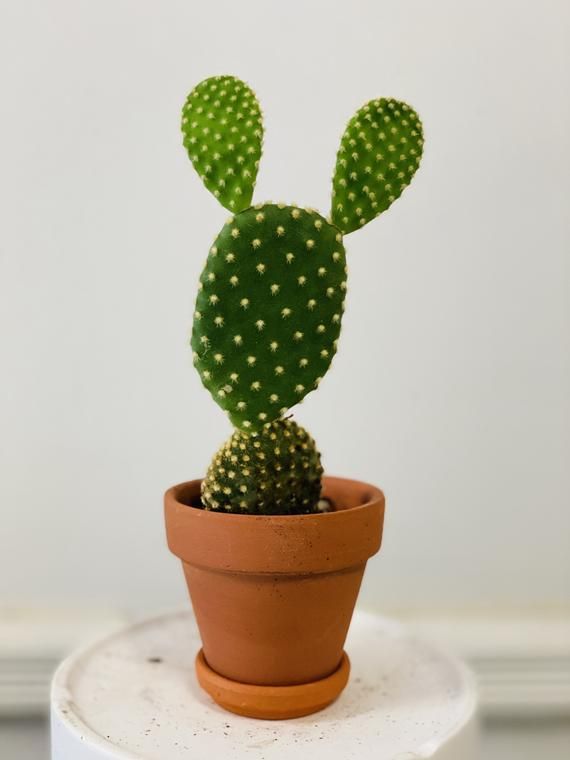 Variegata