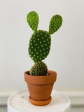 Variegata