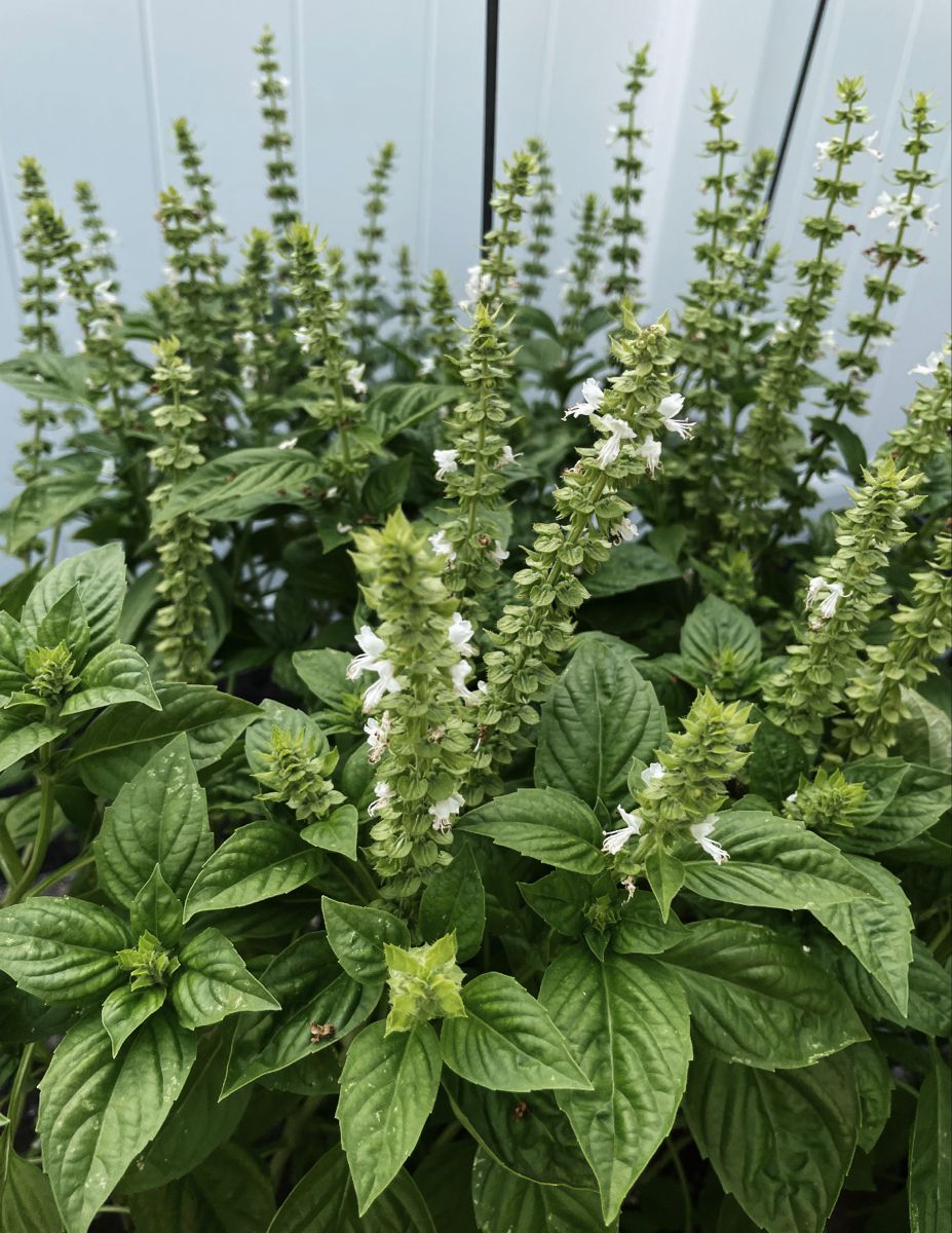Basil