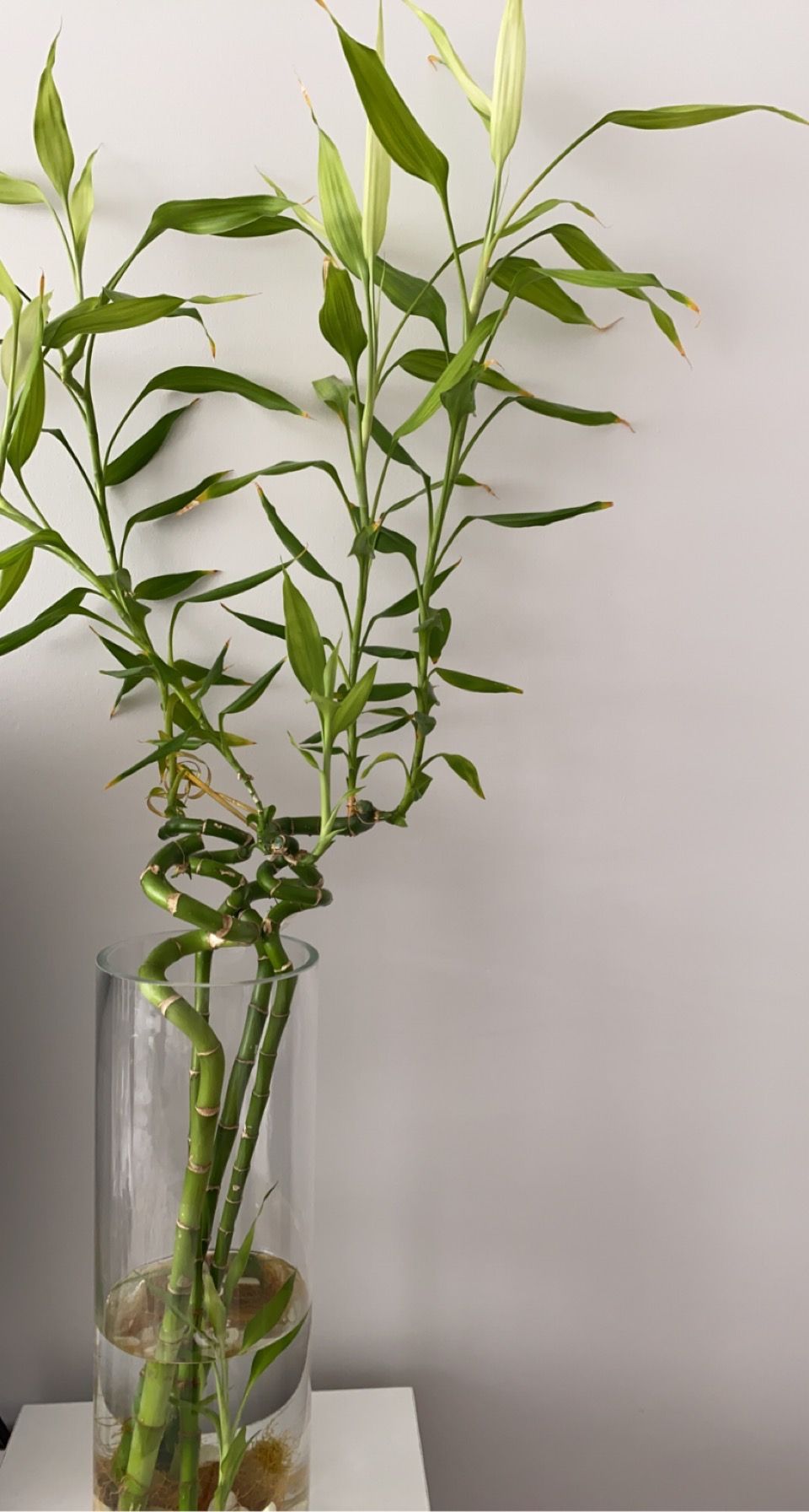 Dracaena Bamboo plant