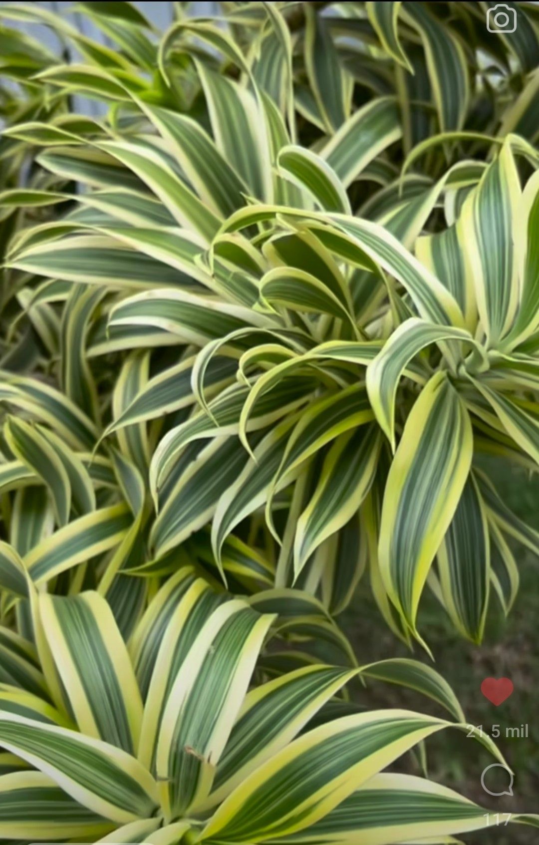 Airplane Plant