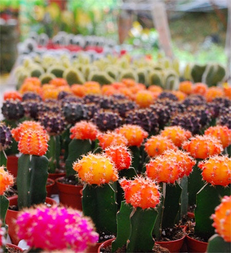 Colored Cap Cactus