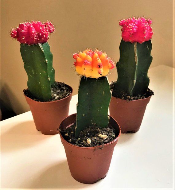 Colored Cap Cactus