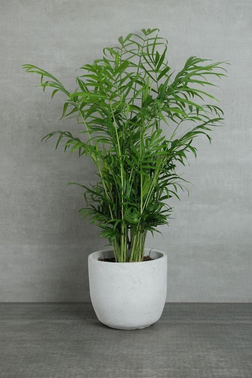 Dwarf Bamboo Palm