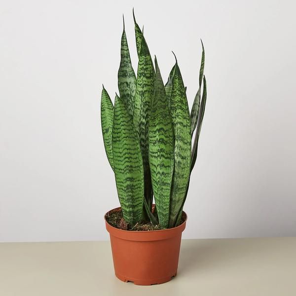 Dwarf Tiger Snake Plant