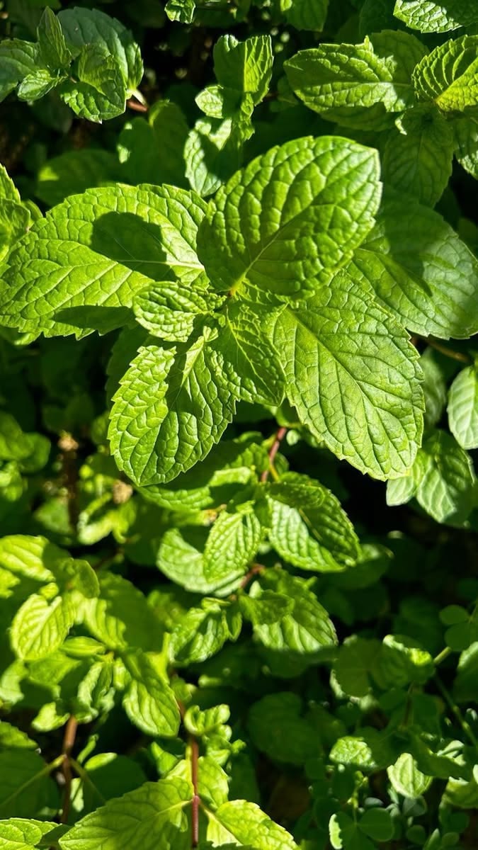 Mint