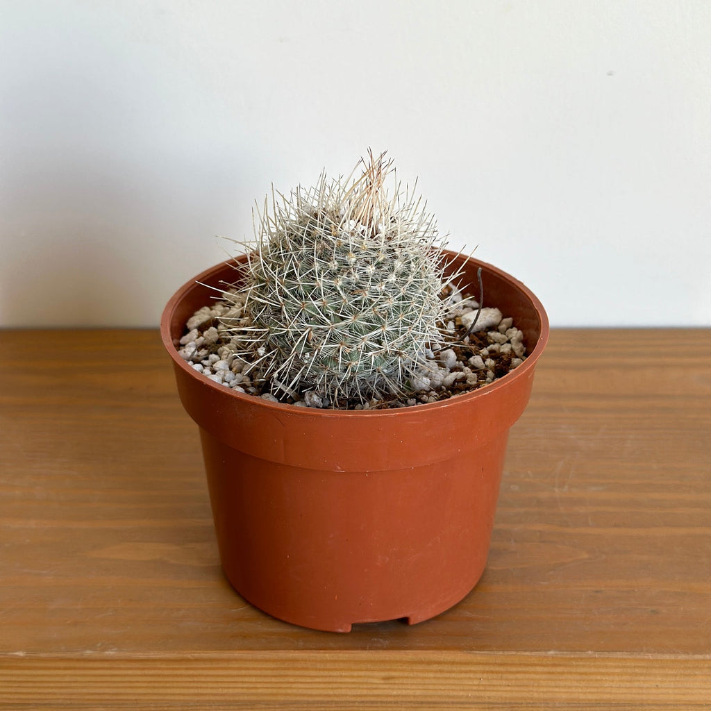 Mammillaria Cactus