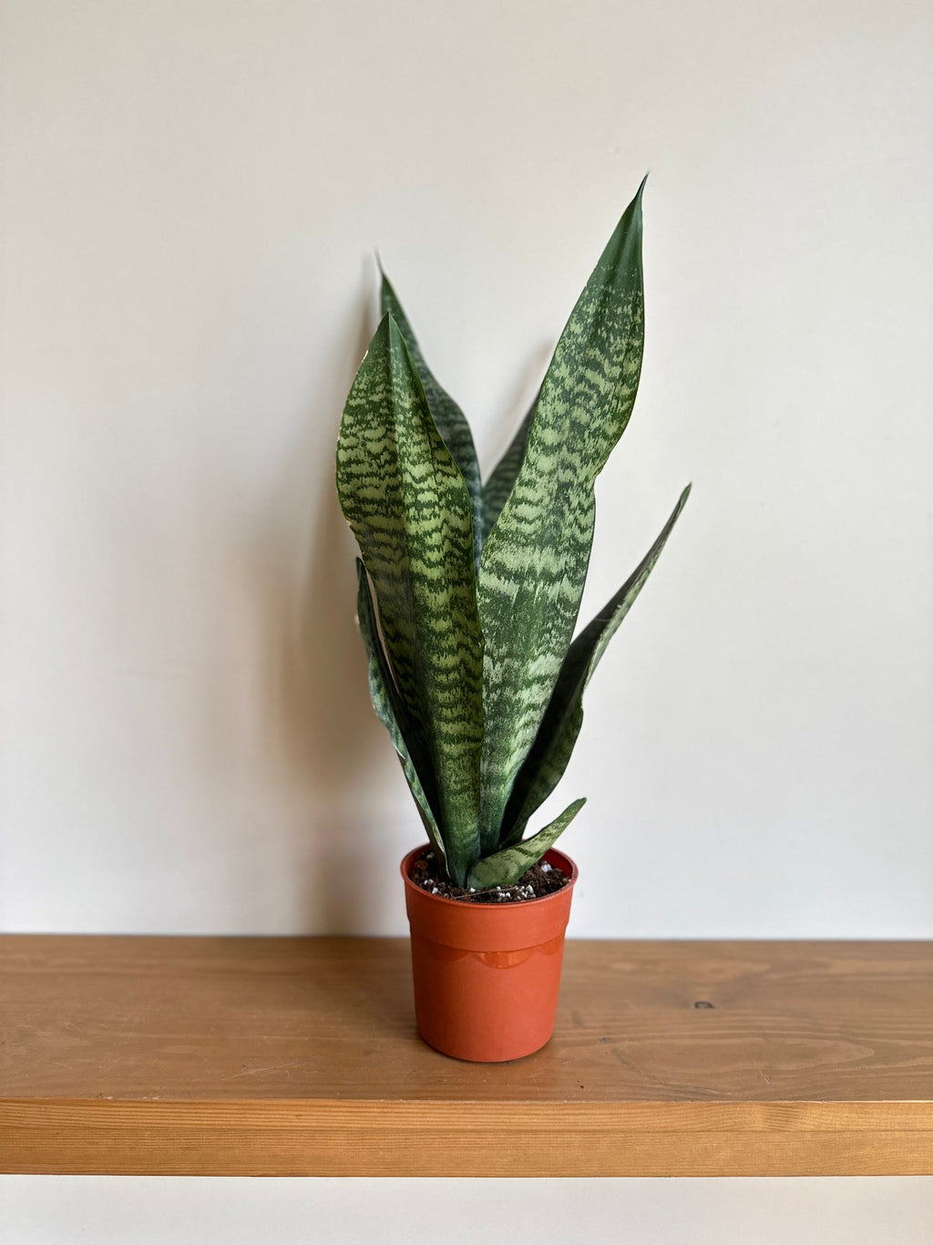 Dwarf Tiger Snake Plant