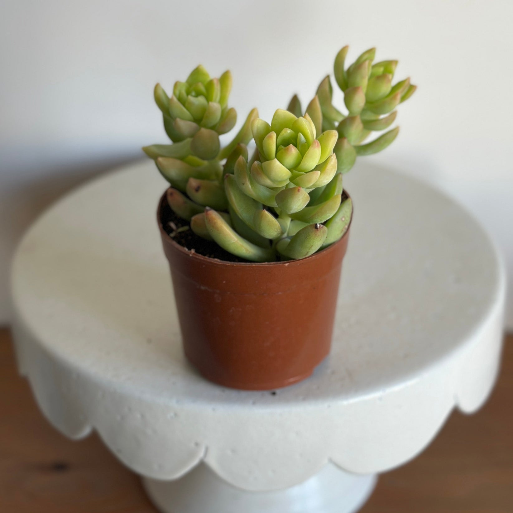 Sunset Sedum