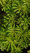 Umbrella Tree
