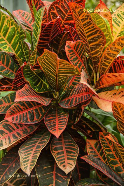 Codiaeum