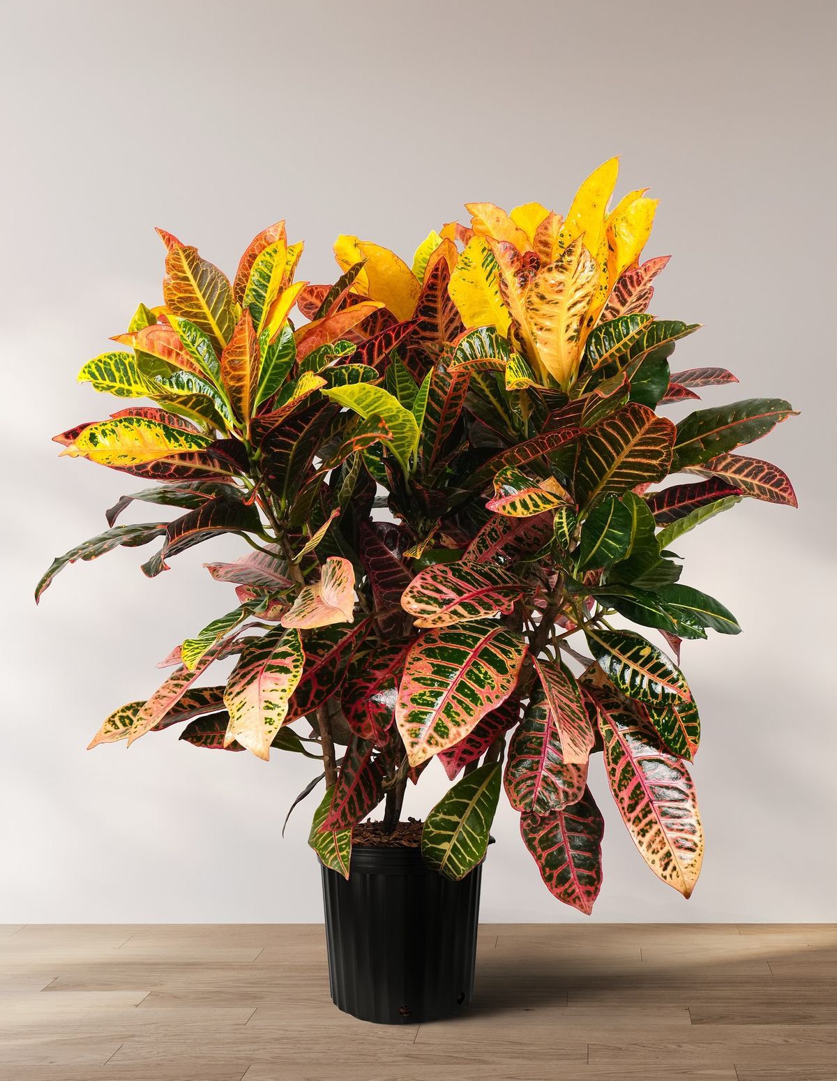 Codiaeum