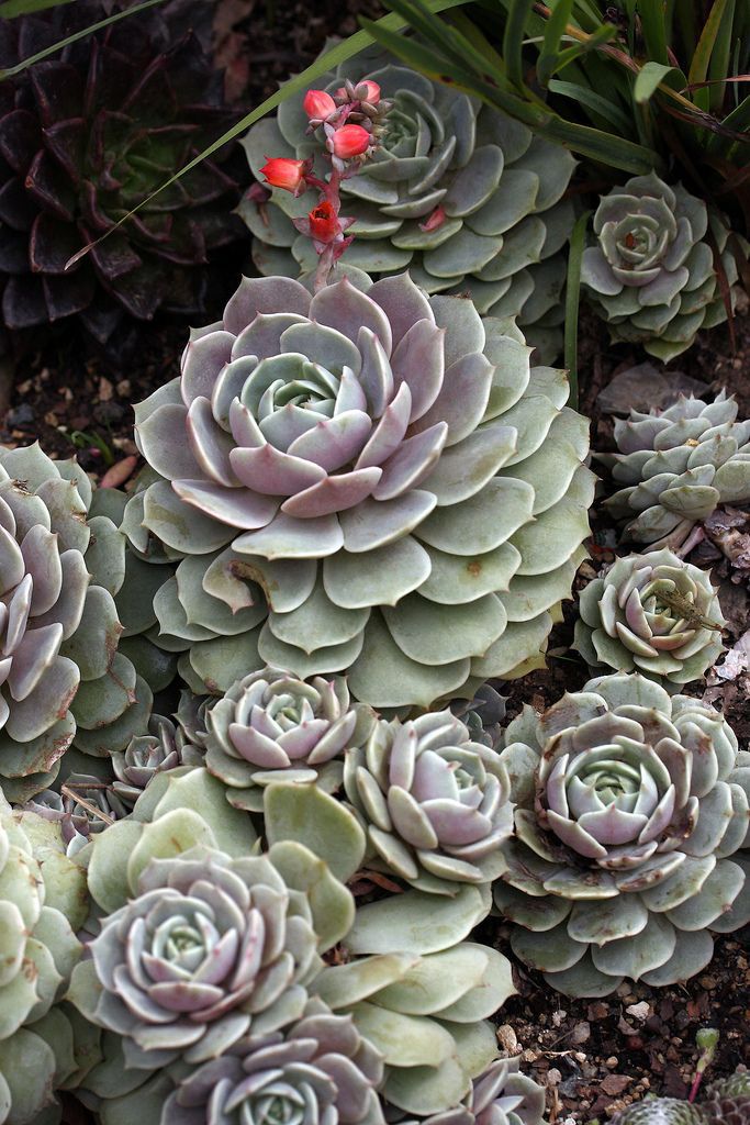 Echeveria