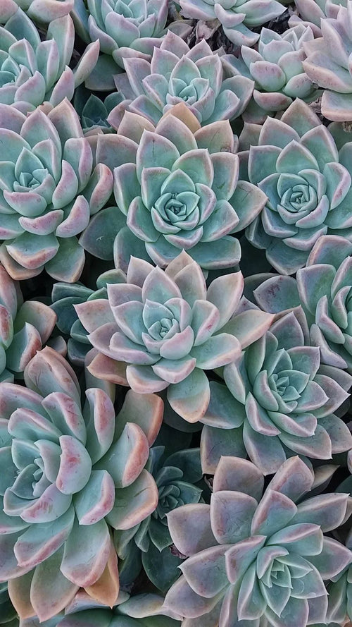 Blush Rosette Succulent