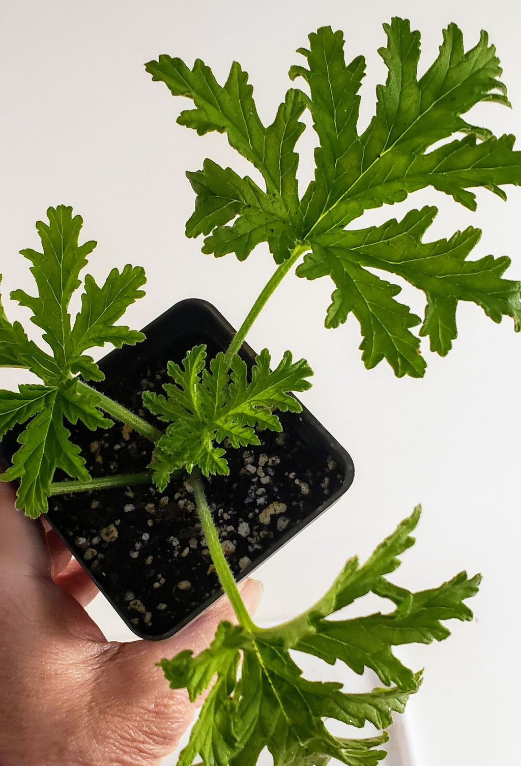 Rose-scented Geranium