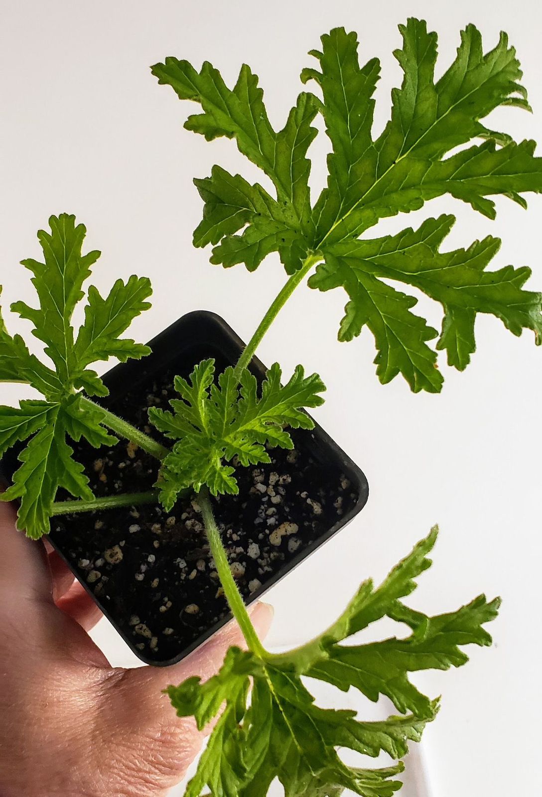 Rose-scented Geranium