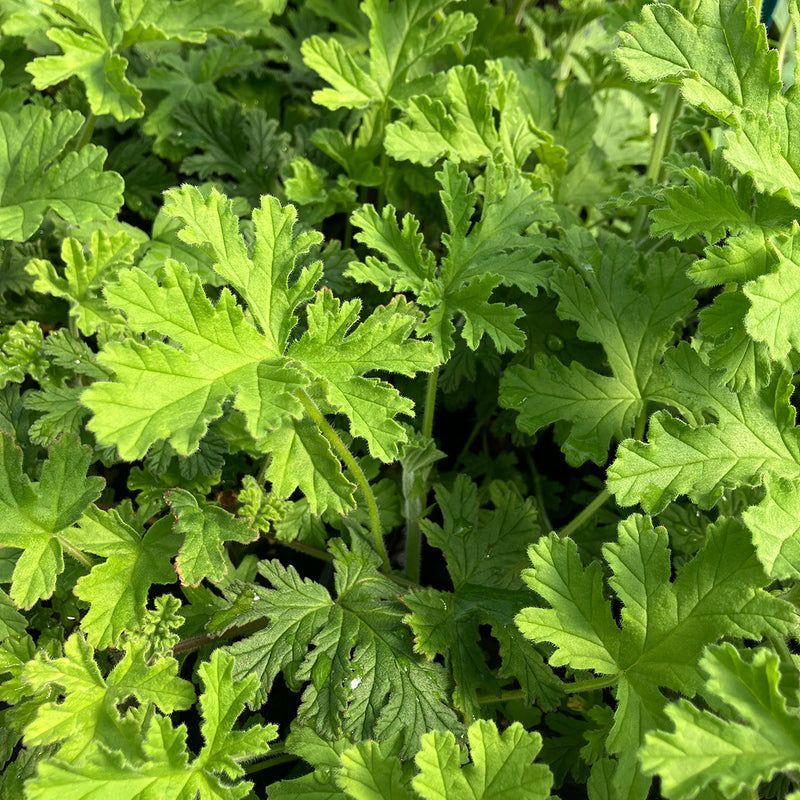 Rose-scented Geranium