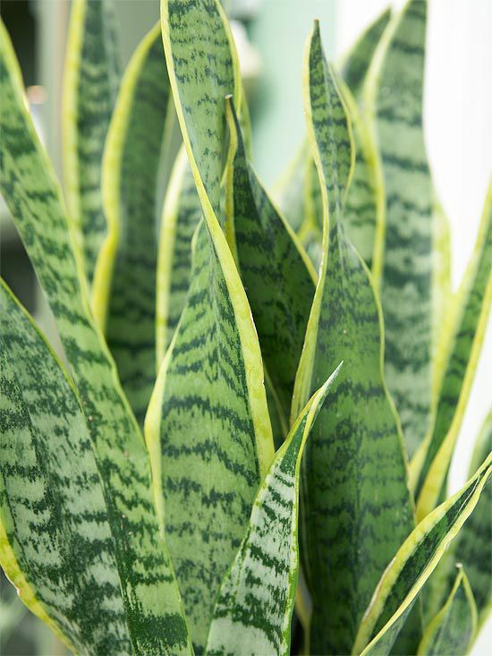Sansevieria Plant