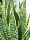 Sansevieria Plant